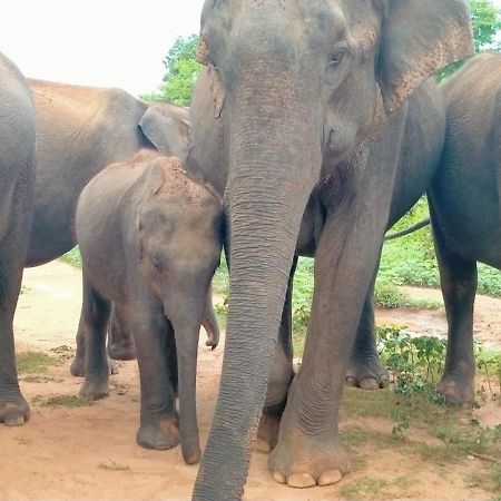 Share Safari Family Bungalow Udawalawe Esterno foto