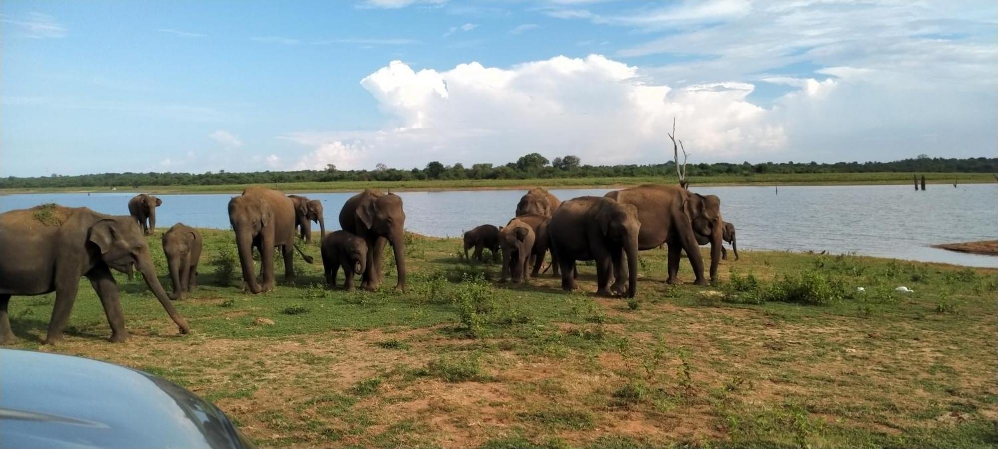 Share Safari Family Bungalow Udawalawe Esterno foto