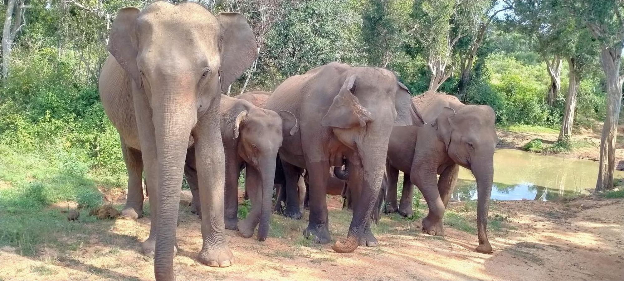 Share Safari Family Bungalow Udawalawe Esterno foto