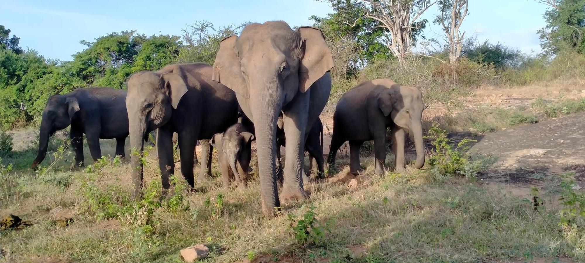 Share Safari Family Bungalow Udawalawe Esterno foto